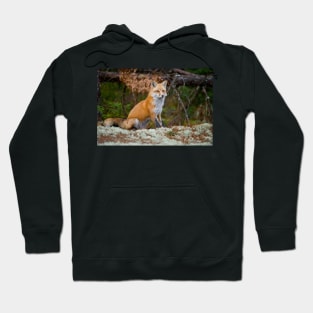 Red Fox Hoodie